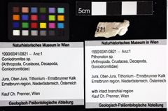 Foto (Objket + Etiketten) von Pithonoton sp. 